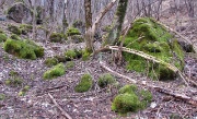 21 Nel bosco di Cantiglio...